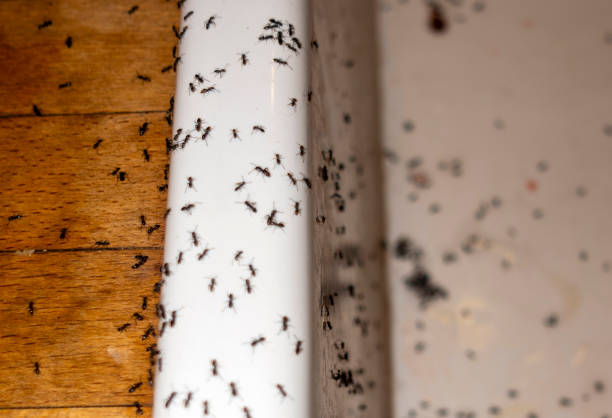 Best Wasp Removal Services  in Lewisville, TX